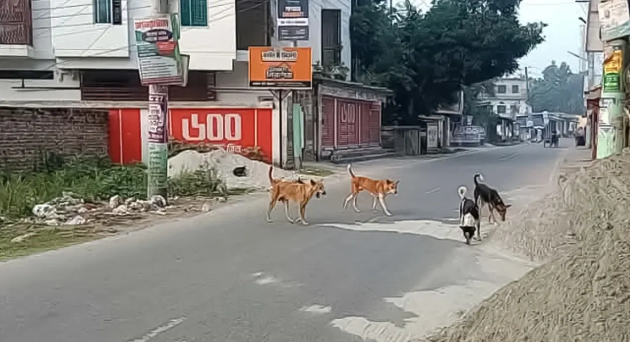 গাইবান্ধায় বেওয়ারিশ কুকুরের আতঙ্ক ও তাণ্ডব: ৬ মাসে আক্রান্ত হাজারো মানুষ, প্রাণ হারিয়েছেন ৬ জন