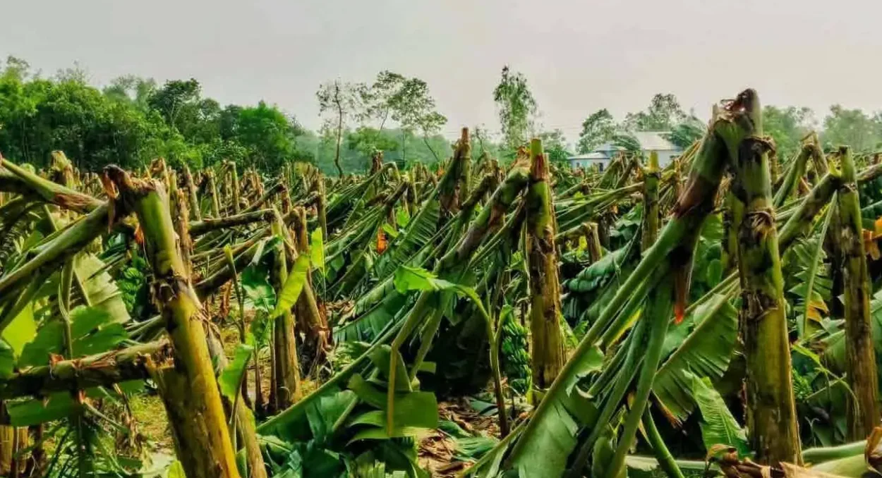 মধুপুরে কালবৈশাখীর তাণ্ডবে ৮০ হেক্টর জমির ফসল লন্ডভন্ড
