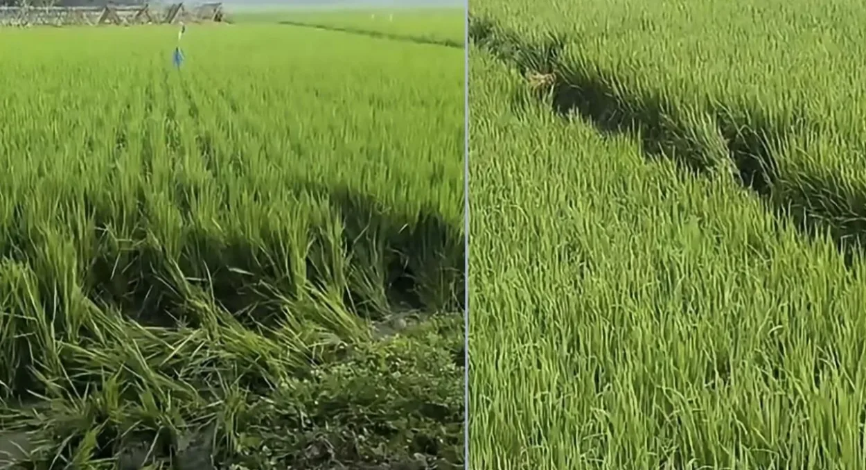 নিজেকে বাঁচাতে কয়েকটি ধানক্ষেতে দৌড়েছিল তাজমিন