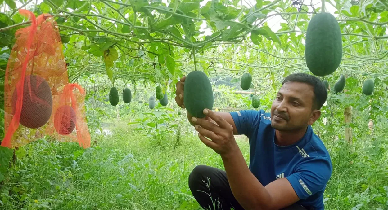 মাগুরার মহম্মদপুরে অসময়ে হলুদ ও সবুজ তরমুজ চাষ করে তাক লাগিয়ে দিয়েছেন তরুণ উদ্যোক্তা হাসানুর রহমান