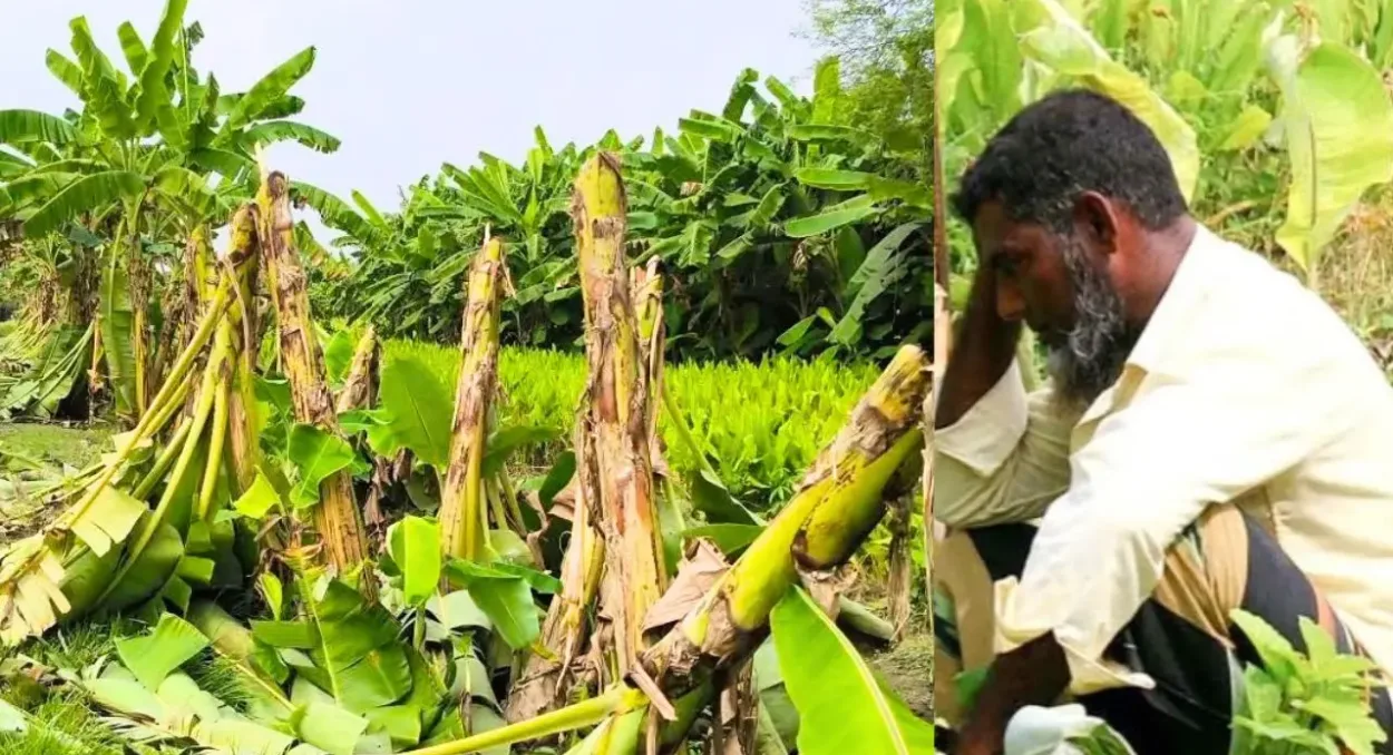 মাগুরার মহম্মদপুরে ঋণ নিয়ে গড়া কৃষকের সহস্রাধিক ফলন্ত কলাগাছ নিধন