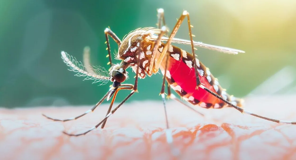 ডেঙ্গুতে আরও ৯ মৃত্যু, হাসপাতালে ভর্তি ১৯৫৪