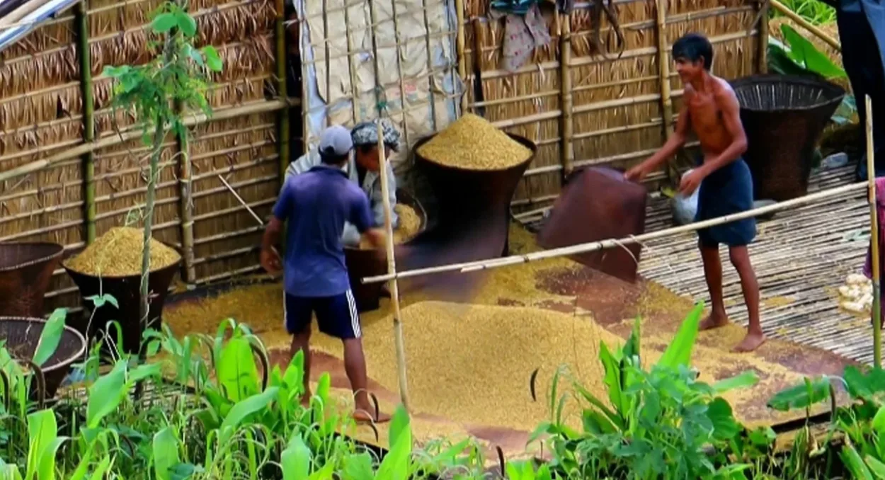 বান্দরবানে পাহাড়ের ঢালে জুমের সবুজ স্বপ্ন