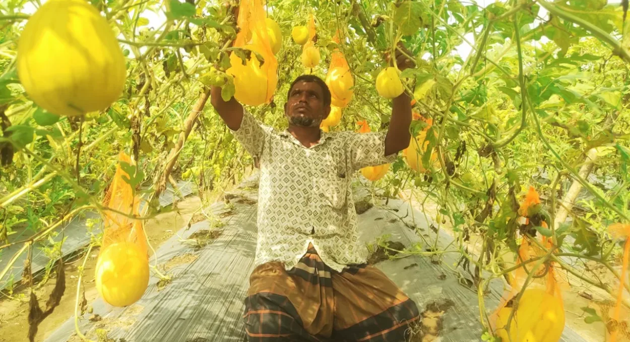অসময়ে তরমুজ চাষে নতুন সম্ভাবনা, লাভের স্বপ্ন দেখছেন কৃষক