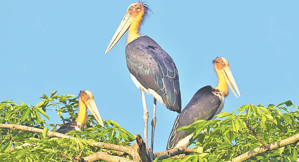Vanishing Lesser Adjutant Stork Finds Rare Refuge in Remote Bangladesh Border Pockets