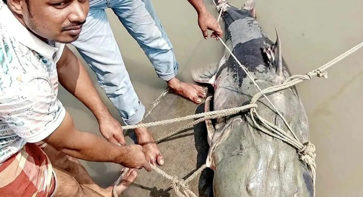 Giant 90kg Bagair fish caught in Brahmaputra sold for BDT 1.35 lakh