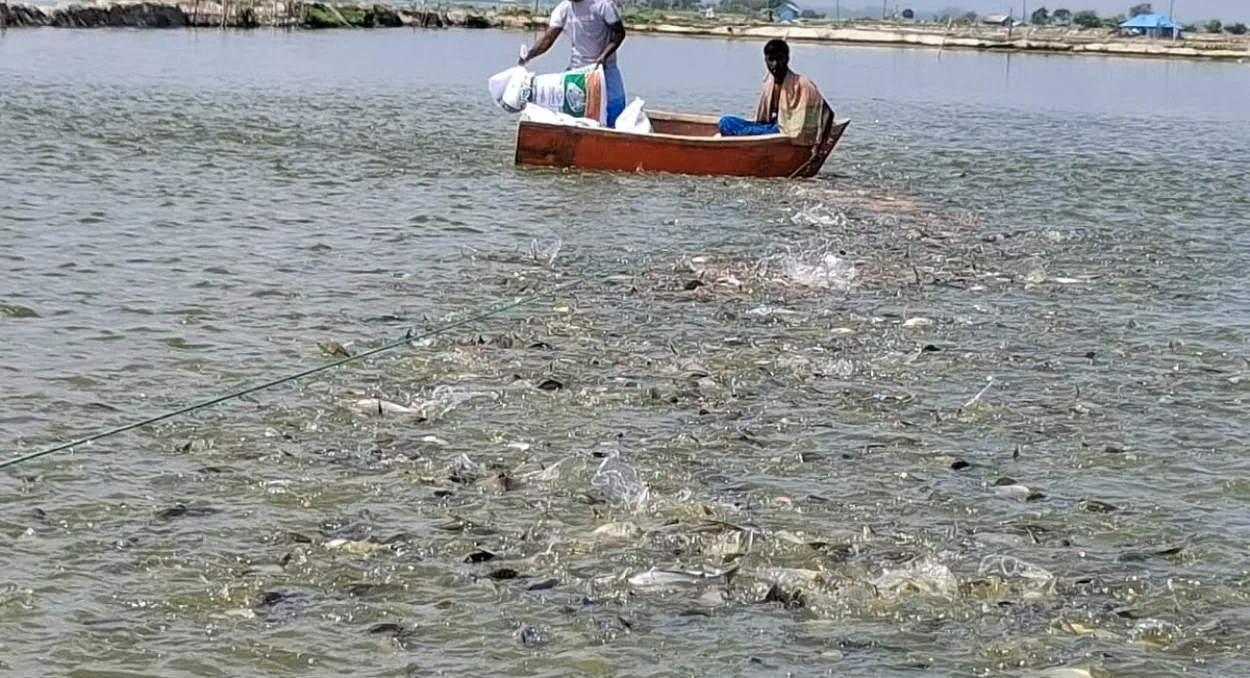 Commercial Fish Farming Transforms Lives Of Over One Hundred Millionaires In Mirsarai