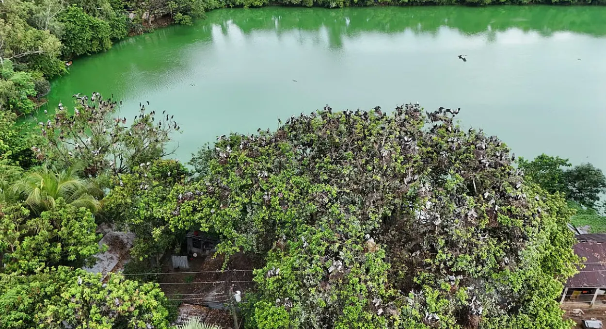 Chalanbeel Village Emerges Safe Sanctuary for Asian Openbill Birds