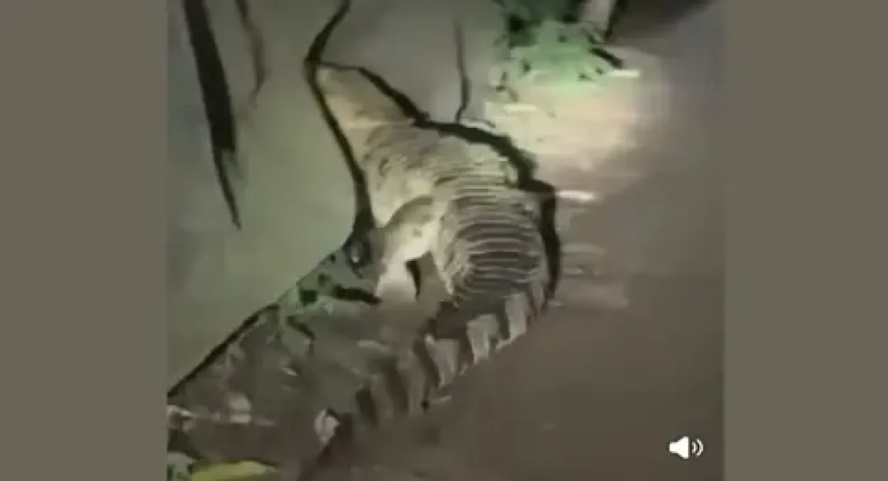 নারায়ণগঞ্জের বন্দরে লোকালয়ে কুমির আতঙ্ক, টানা তিন দিনেও ধরা যায়নি