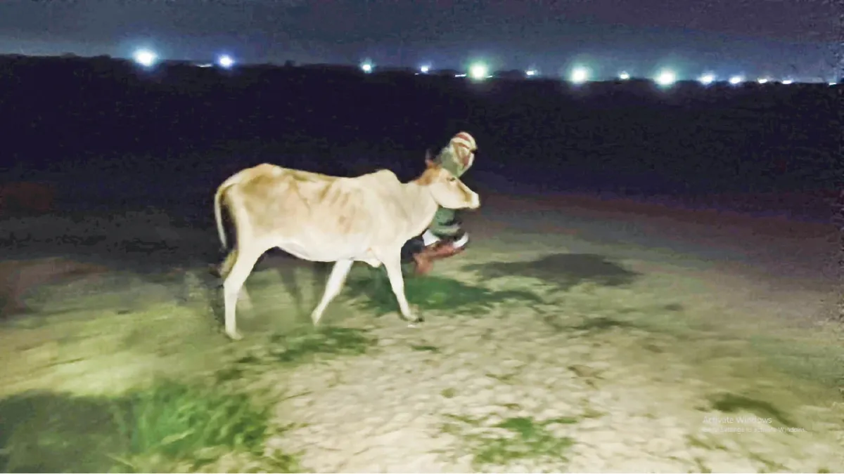 রায়গঞ্জে এক রাতে দুই বাড়িতে গোয়ালঘর ভেঙে ছয় গরু চুরি