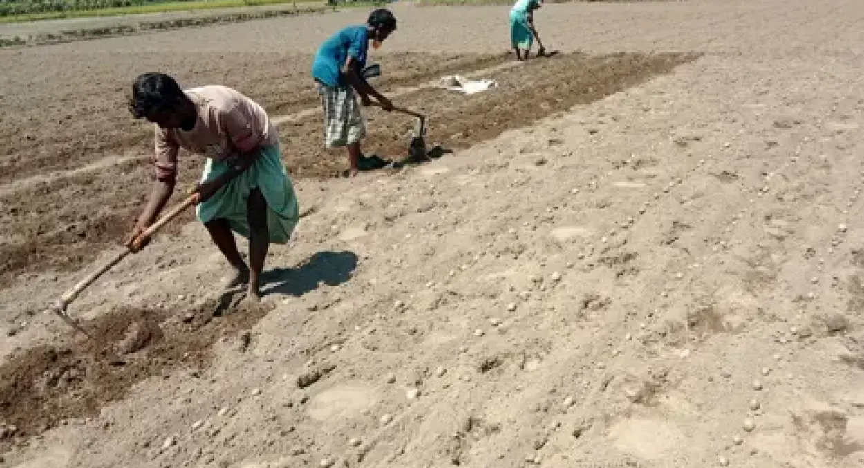 নীলফামারীর কিশোরগঞ্জে আগাম আলু চাষে কৃষকদের ভাগ্যবদলের স্বপ্ন