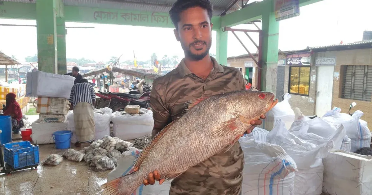 কুয়াকাটার গভীর সমুদ্রে জেলের জালে আট কেজি ওজনের কালো দাতিনা মাছ বিক্রি হলো ৪০ হাজার টাকায়