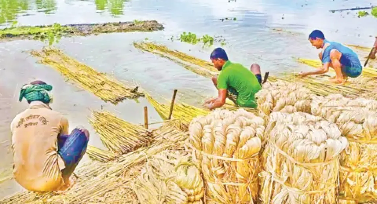 জীবননগরে অনুকূল আবহাওয়া ও ভালো দামে কৃষকের মুখে হাসির ঝিলিক