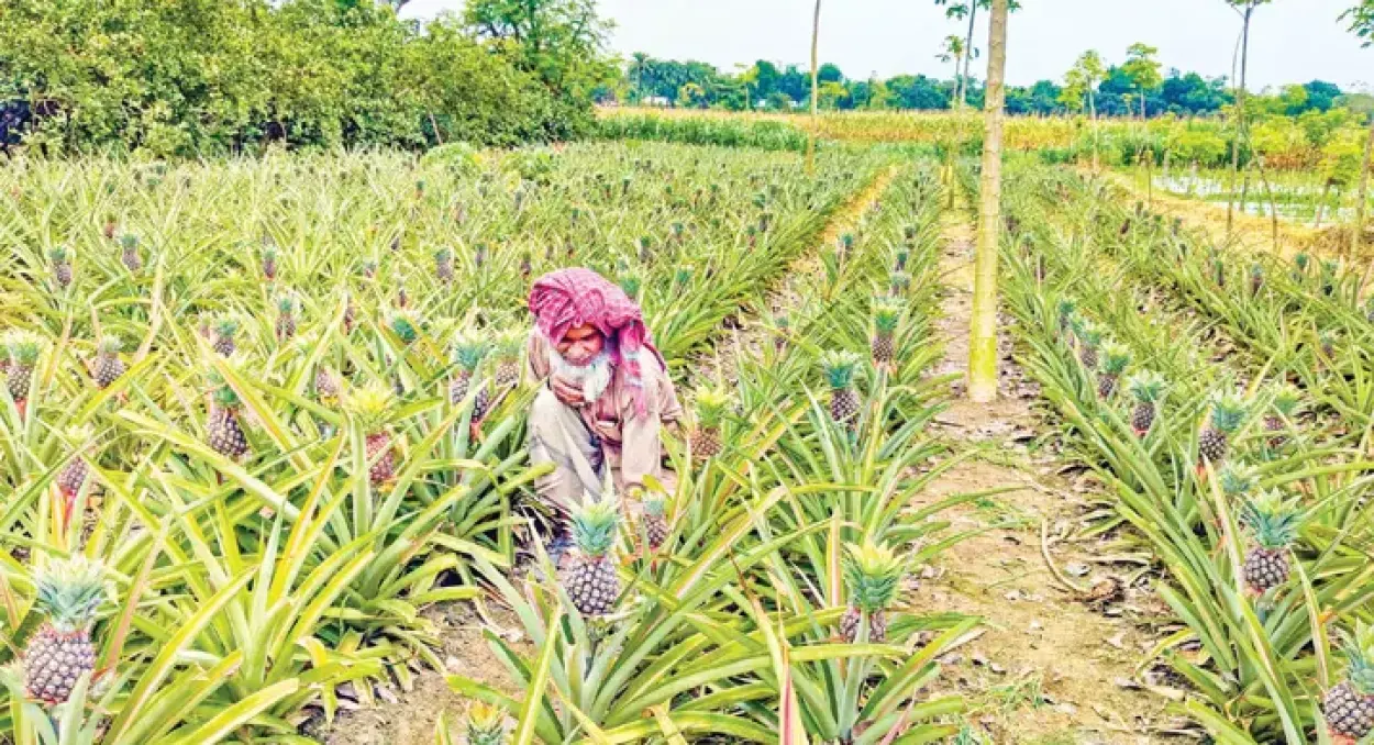 নাটোরের বড়াইগ্রামে সমতল ভূমিতে আনারস চাষে কৃষকের অভাবনীয় সাফল্য