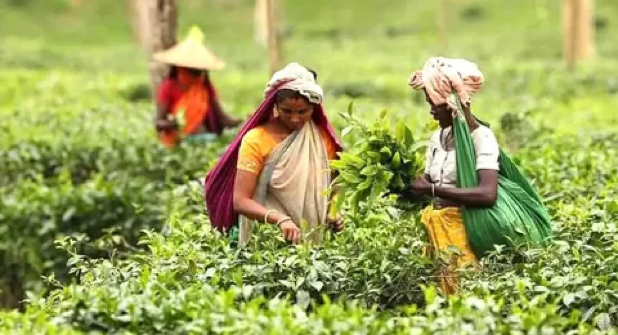 শ্রীমঙ্গলে চা-শ্রমিকদের ভাতা জালিয়াতির অভিযোগ ইউএনওর কাছে