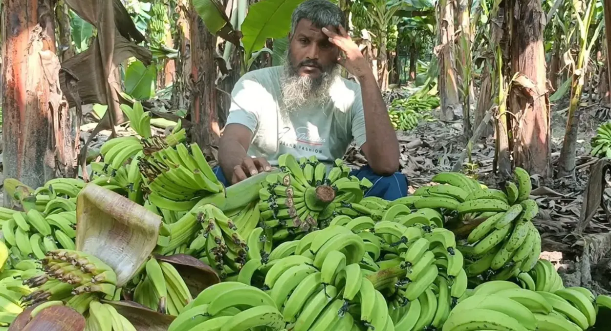 শিবগঞ্জে রাতের আঁধারে কলাবাগানের আড়াই হাজার থোড় কেটে নষ্ট করার অভিযোগ