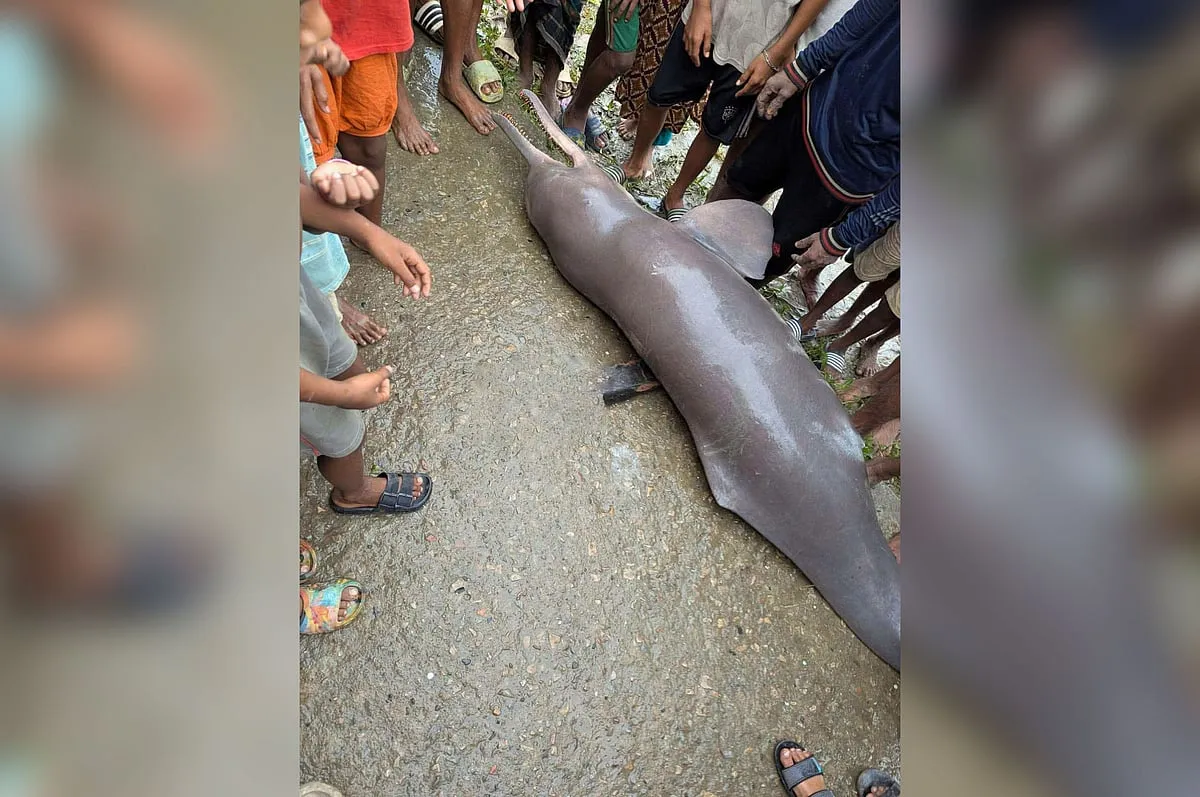 Endangered Ganges River Dolphin Carcass Dissected and Eaten by Villagers in Kishoreganj