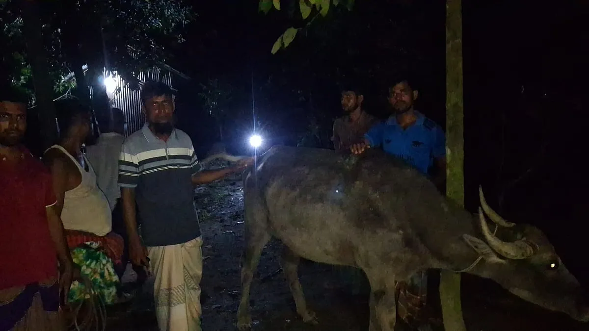 At least three buffaloes die and 25 fall ill after grazing on poisoned grass in Patuakhali Bauphal