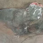 A rare species of fish locally known as the “Bat Ray” weighing about 20 kilograms was caught in a fisherman’s net near Kuakata beach in the Bay of Bengal. The fish was brought to Mohipur Fisheries Market for sale yesterday evening. Local trader Md. Sarwar Hossain purchased the fish from the fisherman.