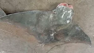 Rare “Bat Ray” Weighing 20 Kg Caught in Kuakata Sea, Patuakhali