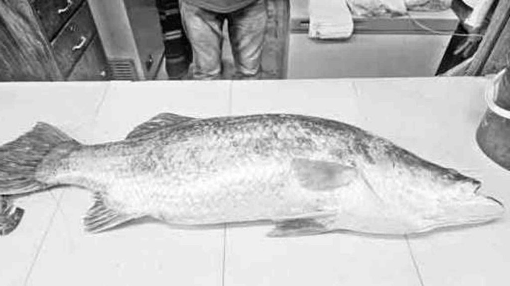 A giant coral fish has been caught once again in the Bay of Bengal near Kuakata, Patuakhali, within just four days. On Tuesday morning, fisherman Al Amin netted a 24-kg coral fish.