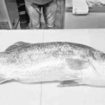 A giant coral fish has been caught once again in the Bay of Bengal near Kuakata, Patuakhali, within just four days. On Tuesday morning, fisherman Al Amin netted a 24-kg coral fish.