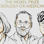 2025 Nobel Prize in Medicine: Three Scientists Unravel the Mystery of the Body's 'Self-Tolerance'The prestigious Nobel Prize in Physiology or Medicine for 2025 has been jointly awarded to three outstanding researchers for their groundbreaking discoveries concerning the human immune system. The Karolinska Institutet in Sweden today announced that Mary E. Branko (USA), Fred Ramsdell (USA), and Shimon Sakaguchi (Japan) are the recipients of this year's top honor.