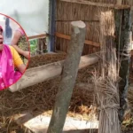 শরীয়তপুরে এক রাতে পাঁচ গরু চুরি, চোখের সামনে জীবিকার স্বপ্ন ভেঙে চুরমার
