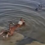 Dog-crocodile incident in Dighi, misinformation is spreading on social media