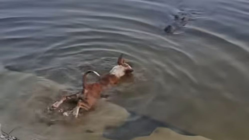 Dog-crocodile incident in Dighi, misinformation is spreading on social media