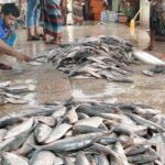 Before Baisakh, the price of hilsa skyrockets, there is a crisis in the market