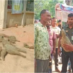 বাবুই পাখির বাসা কেটে ছানা হত্যা, বৃদ্ধকে ৭ দিনের কারাদণ্ড