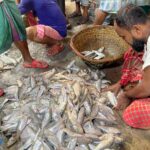 Hilsa has become smaller, where is the largest