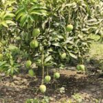 Satkhira mangoes are coming to the market at the appointed time. The district administration has announced the mango collection calendar to prevent the collection and marketing of unripe mangoes.