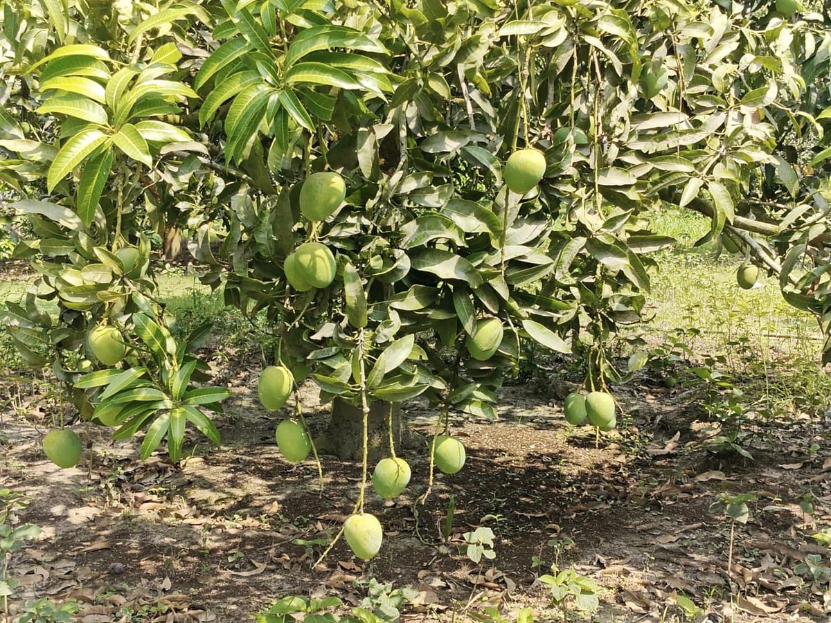 Satkhira mangoes are coming to the market at the appointed time. The district administration has announced the mango collection calendar to prevent the collection and marketing of unripe mangoes.