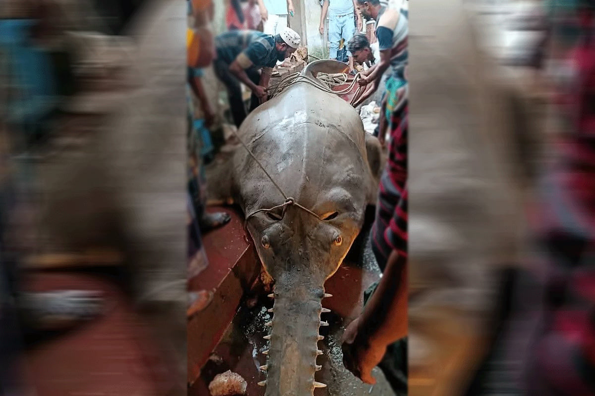 A victim of misconceptions, the fish is threatened with existence