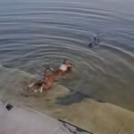 A crocodile caught a dog at Dighi Ghat, what is the real story of the viral video?