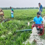 Due to the risk of rotting of watermelon in the field due to transport crisis and rain, Barguna farmers are disoriented