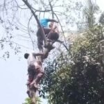 The tree feller got up to cut branches and lost consciousness in the plum tree, what happened next