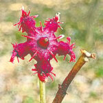 Bloody red flower