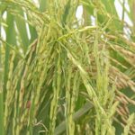 Different varieties of paddy in the same bunch, hands on the heads of farmers in Howre of Kishoreganj