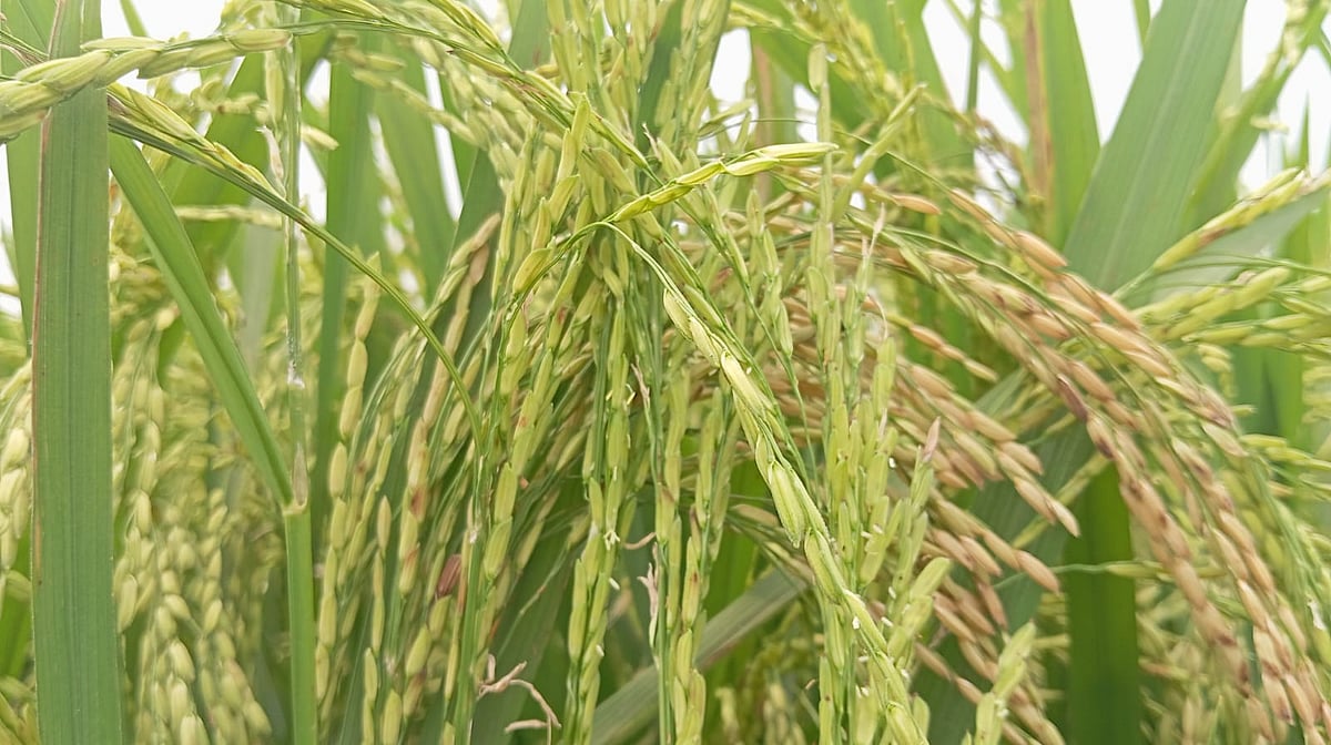 Different varieties of paddy in the same bunch, hands on the heads of farmers in Howre of Kishoreganj