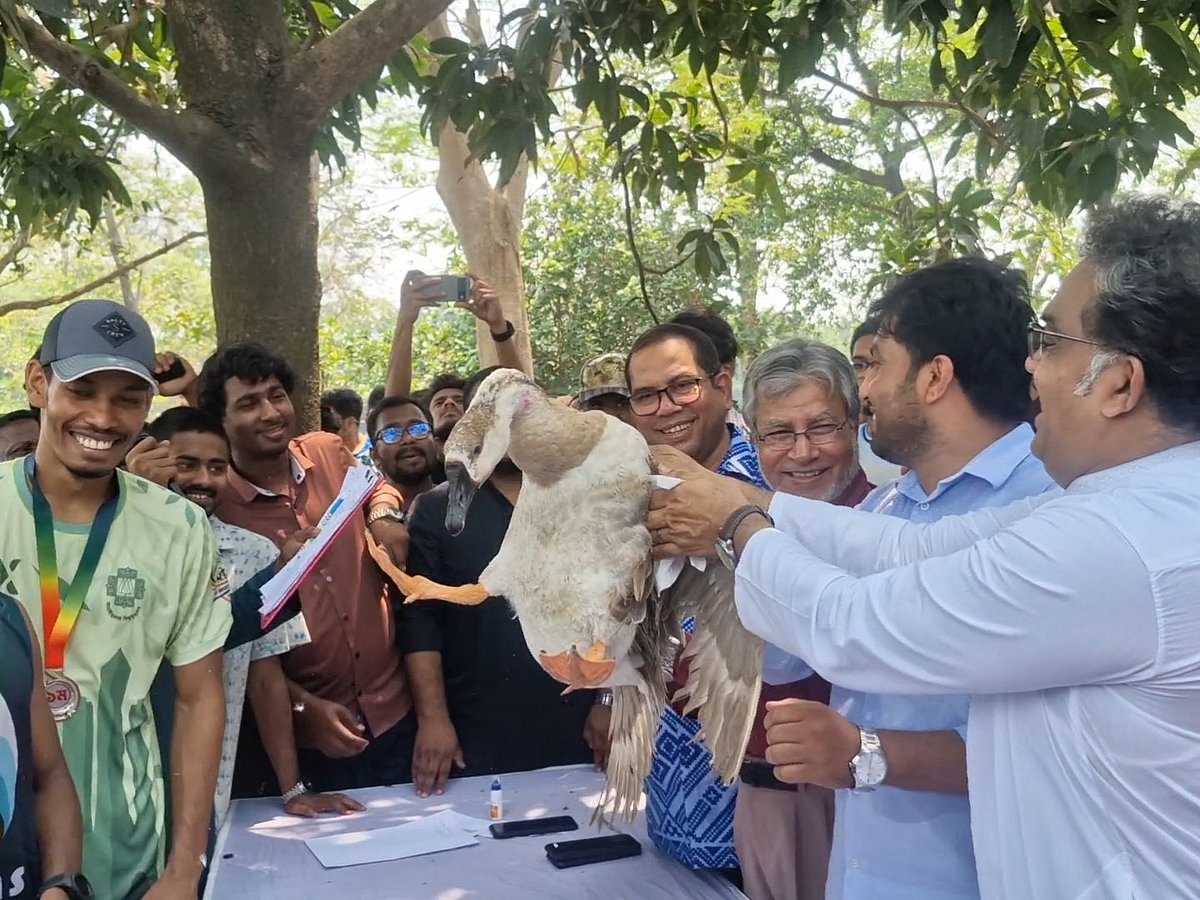 Velabaich competition in Jahangirnagar, winners get swans, chickens and pigeons