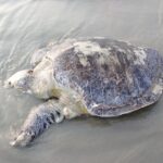 Kuakata Beach Sees Another Dead Olive Ridley Turtle Wash Ashore