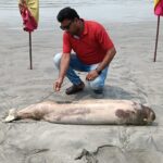 A dead dolphin floated on Kuakata beach