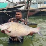 Katla of 25 kg was caught in Padma river, sold for about half a lakh rupees