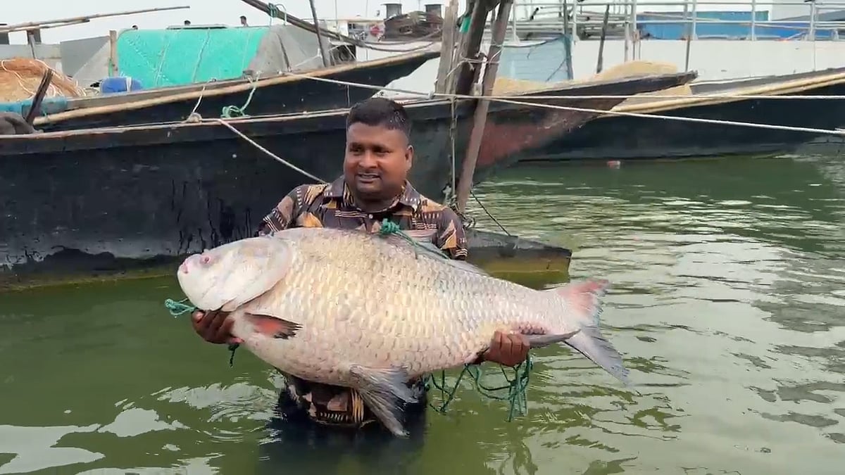 Katla of 25 kg was caught in Padma river, sold for about half a lakh rupees
