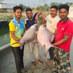 In Rajbari, two pieces of Padma fish were sold for 95 thousand taka