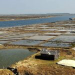 Low prices, shock of rain, 42 thousand salt farmers of Cox’s Bazar are in trouble
