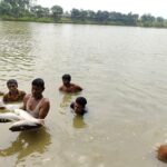 Alleged Poison Attack Kills Tk30 Lakh Fish in Fugitive Jubo League Leaders Pond